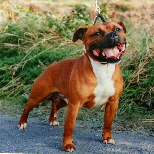 Teutonic Warlord | Staffordshire Bull Terrier 