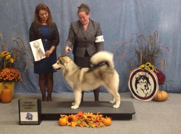 Americana Dream Catching Fire at Echelon | Alaskan Malamute 