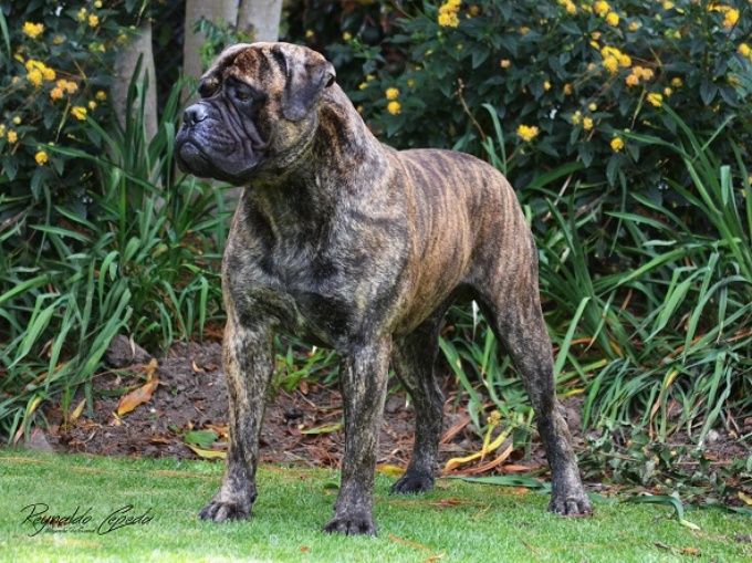 La Balsa Land of Diesel | Bullmastiff 