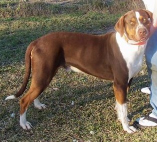 Peachtree's OBC Spurrier | Catahoula Leopard Dog 