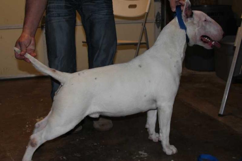 QUARTERBACK DURANGO | Bull Terrier 