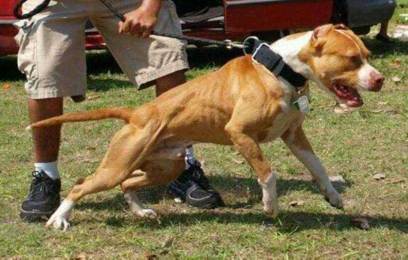D'OVIDIO'S IRONHIDE | American Pit Bull Terrier 