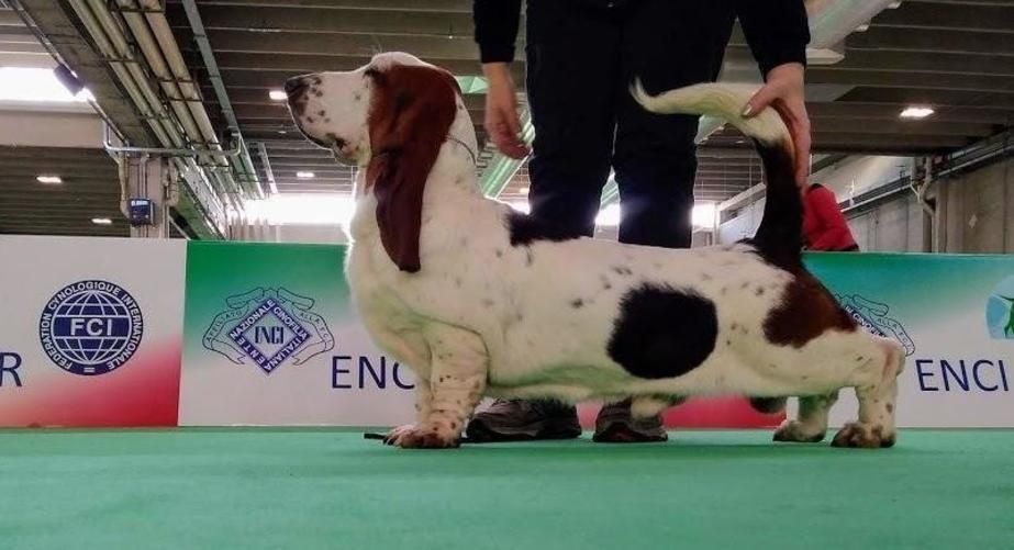 Kuorii Lucifer Morningstar | Basset Hound 