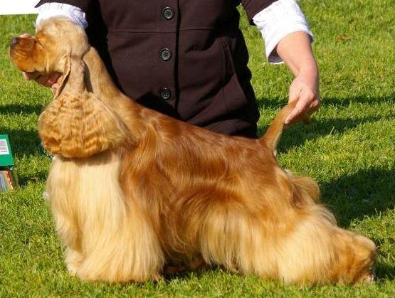 Admiral's Show Fantastic Flavio | American Cocker Spaniel 