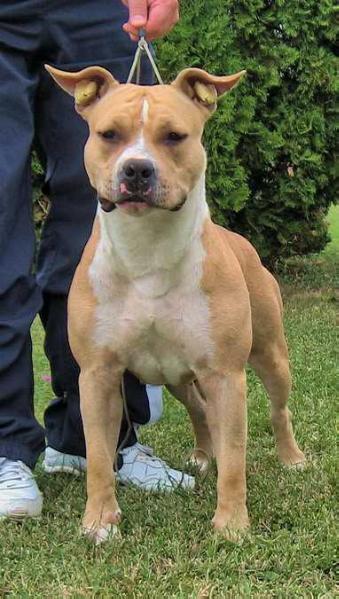 Enigma of Golden Source | American Staffordshire Terrier 