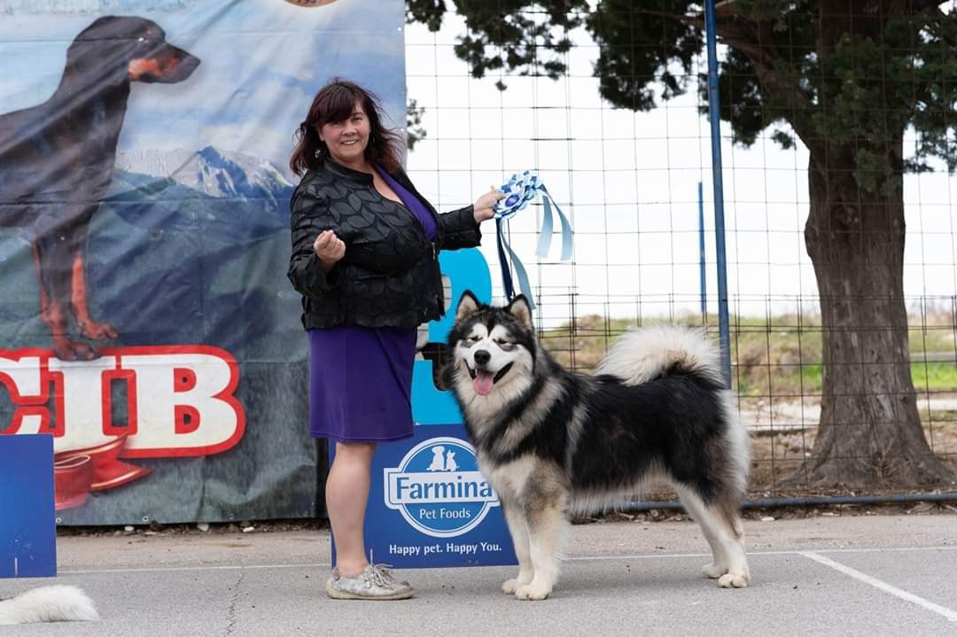 Land Rover Vlci severu | Alaskan Malamute 