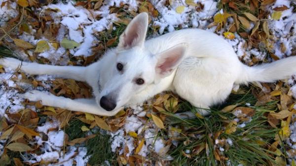 Mirage | White Swiss Shepherd Dog 