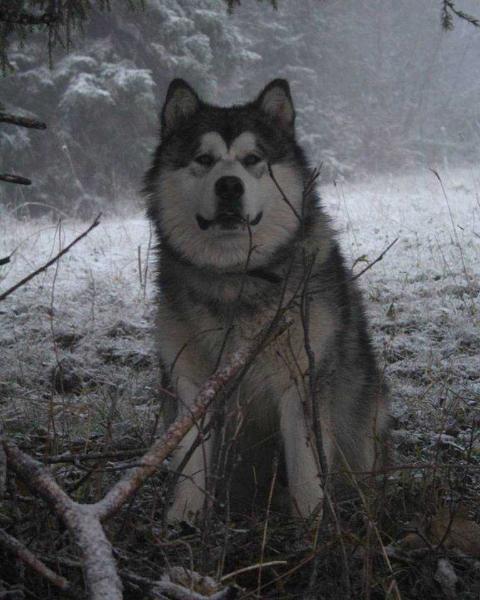 DNIPRO-TALISMAN LATIN LOVER | Alaskan Malamute 