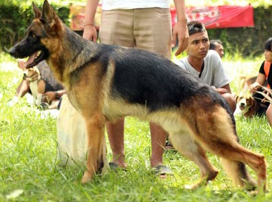 Alpacino von Klojen Haus | German Shepherd Dog 