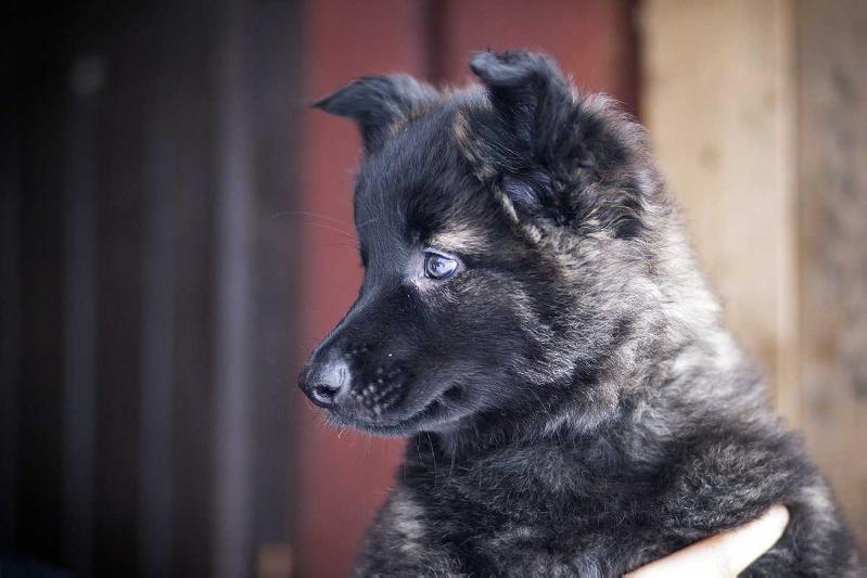 Azuricoyotes Dragos Silurian | Dutch Shepherd 