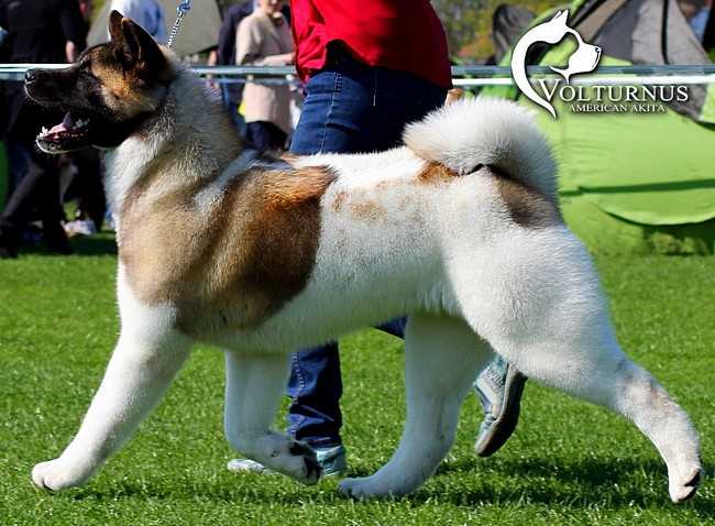 VS Tiramisu Volturnus | Akita 