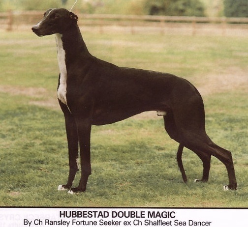 Hubbestad Double Magic | Greyhound 