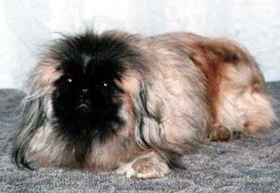 Elitlain lavanda | Pekingese 