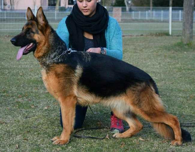 Candy von Kiasa | German Shepherd Dog 