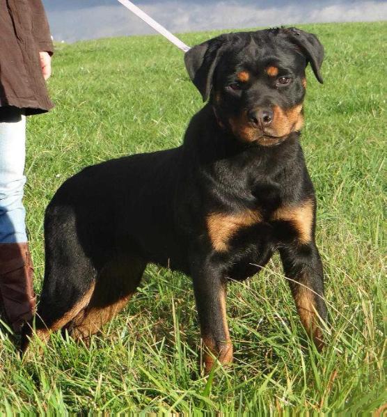 Luna vom Hause Juan | Rottweiler 