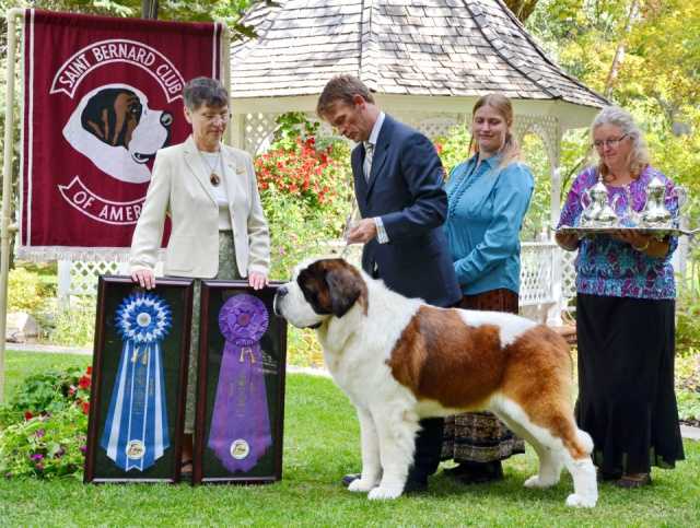 Lasquite's Lorenzo v. Orlando | Saint Bernard 