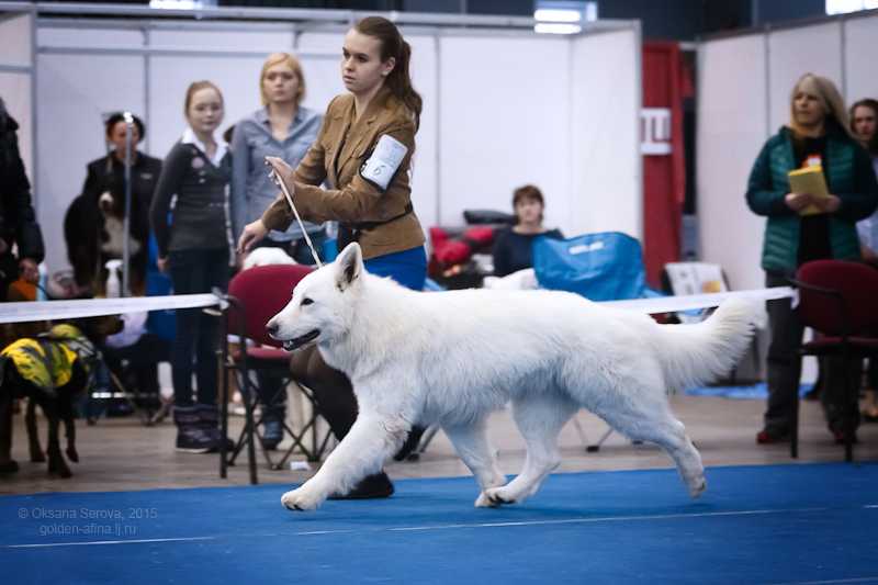 YURKYI BELYI ZVER | White Swiss Shepherd Dog 