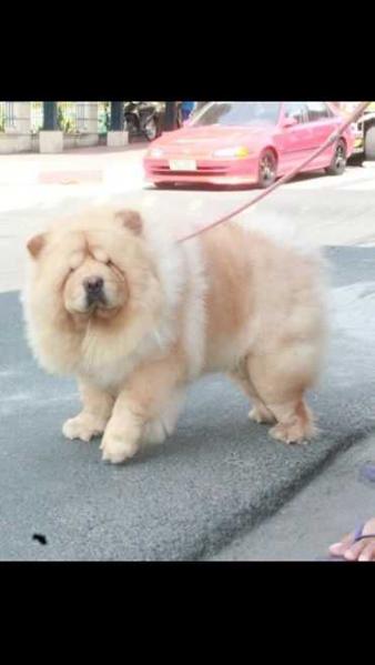 BANDIT DE POINTE DU LAC | Chow Chow 