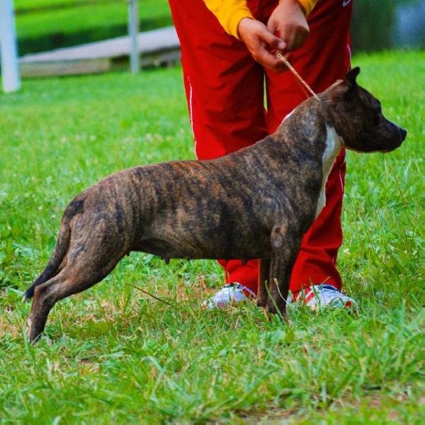 Kanock Riding Thunder | American Staffordshire Terrier 