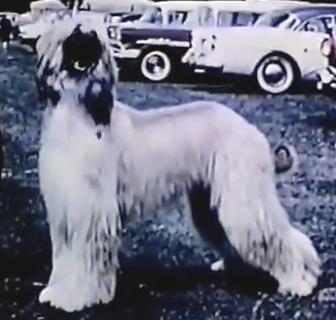 Crown Crest Rubi | Afghan Hound 