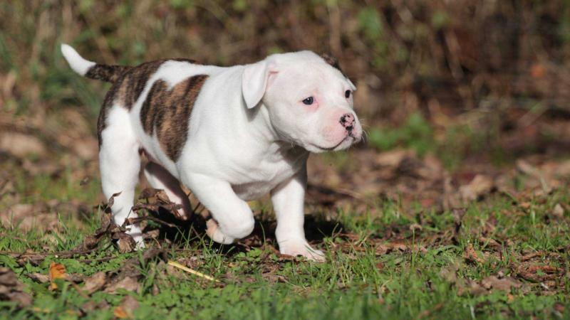 Proud Heroes Zafrina aka Irpa | American Bulldog 