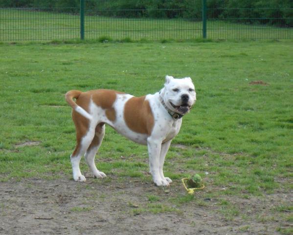 Dewinter's Gypsy | Olde English Bulldogge 