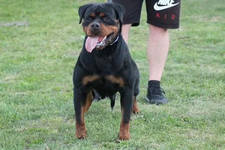 Abba Black Seduction | Rottweiler 