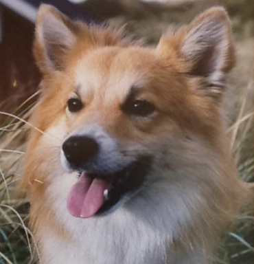 Jonas vom Voßbarg | Icelandic Sheepdog 