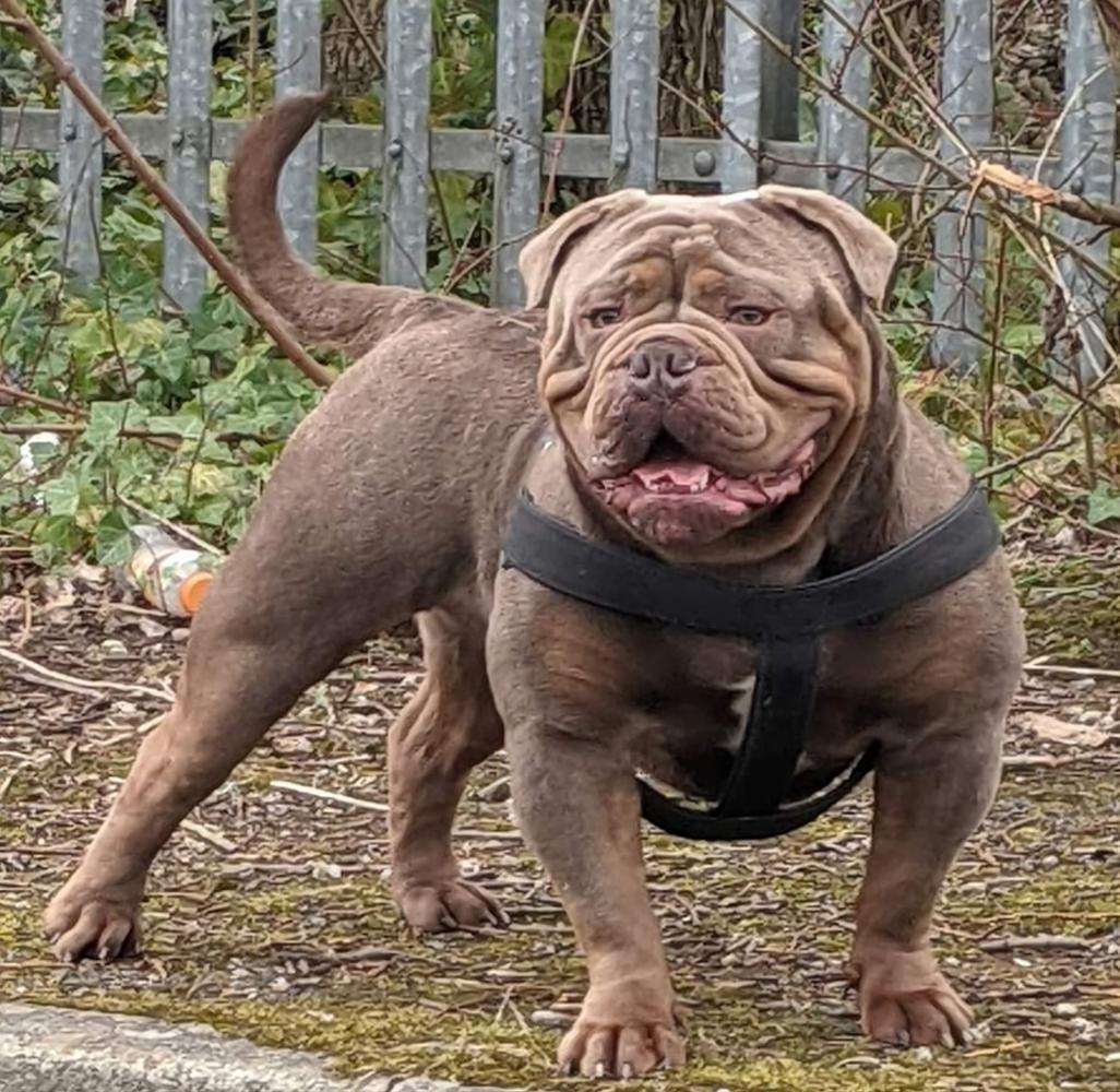 G-Line Bullyz Diablo | Olde English Bulldogge 