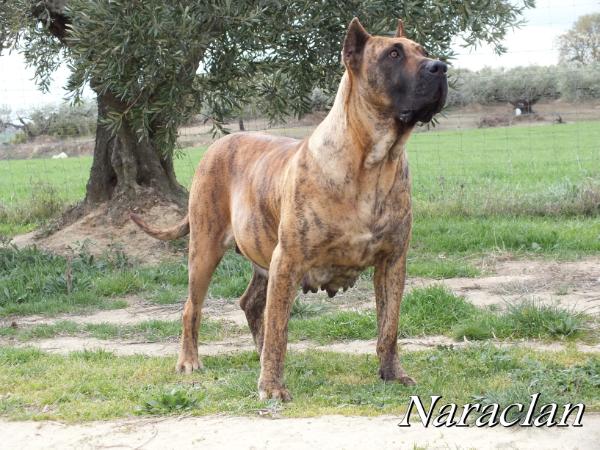 Mila I de Casa del Presa | Perro de Presa Canario 