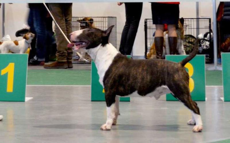 Moolti Time To Go For Victory | Miniature Bull Terrier 