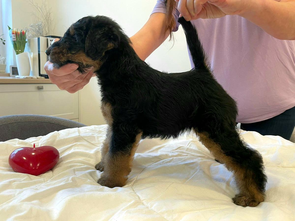 Barunka od Guvernéra | Welsh Terrier 