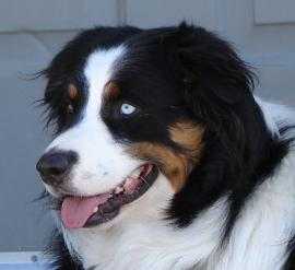 HCC Here Comes the Sun | Australian Shepherd 