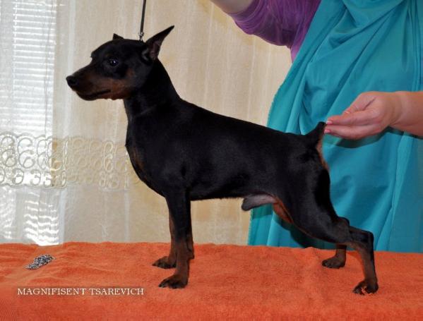 Tsarevich Magnifisen | Miniature Pinscher 