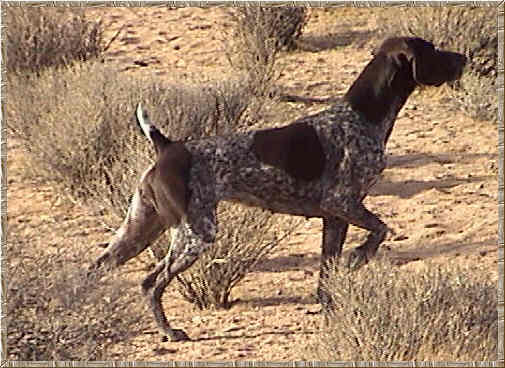 Garbonita's Lexus V. Jaegerhof | German Shorthaired Pointer 