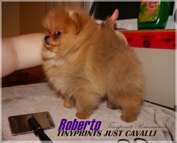 Tinyprints Just Cavalli | Pomeranian 