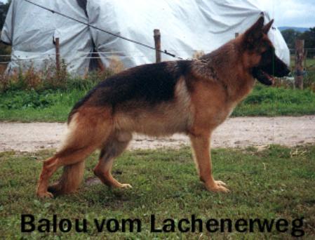 Balou vom Lachenerweg | German Shepherd Dog 