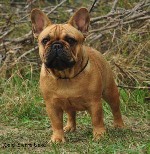 GOLD-SIERRA UNKA | French Bulldog 