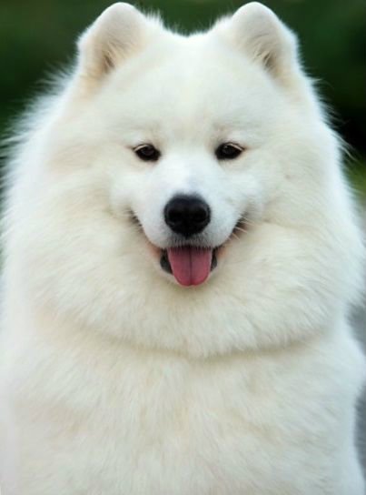 Miss Snowflake iz Moskovskoy Metely | Samoyed 