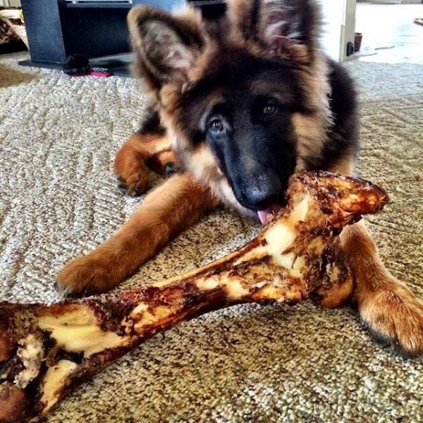 Epic aus der Apeiro Zwinger | German Shepherd Dog 