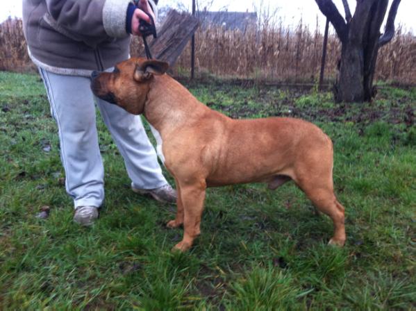 Rank among the best Igor | American Staffordshire Terrier 