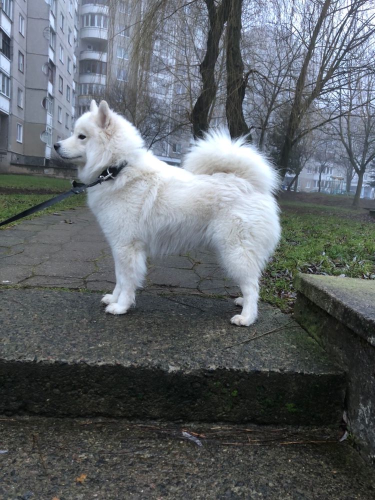 CHEIZA WOLF’S TRAIL | Samoyed 