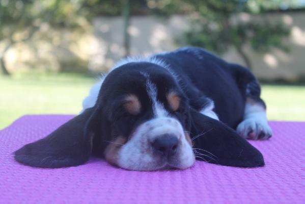 Brave basset roofus of park melody | Basset Hound 