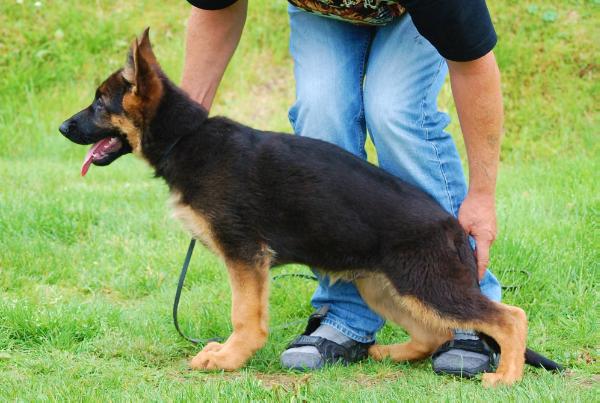 Acillion`s Fusco | German Shepherd Dog 