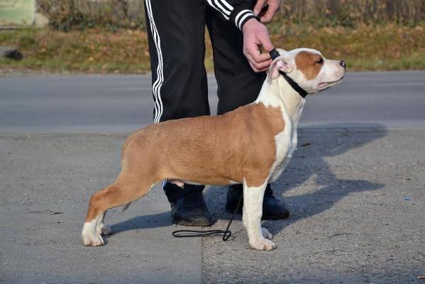 Sirmiland's Try me Fot | American Staffordshire Terrier 