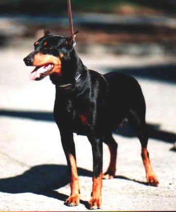 LINDA vom Nordkristall | German Pinscher 