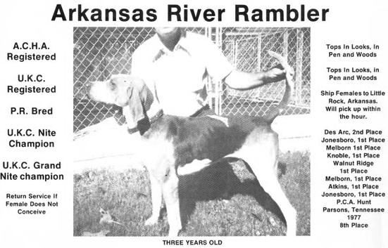 Arkansas River Rambler | Treeing Walker Coonhound 