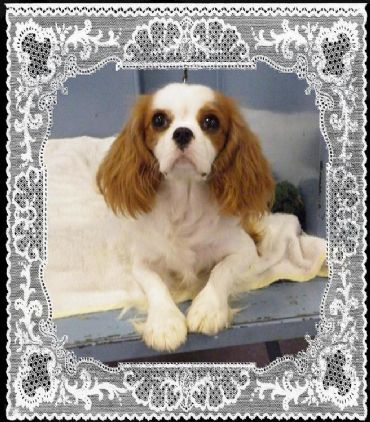 Aberlour Pixel Chix | Cavalier King Charles Spaniel 