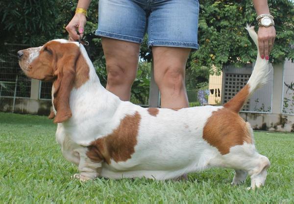 Park melody beth heart beat | Basset Hound 