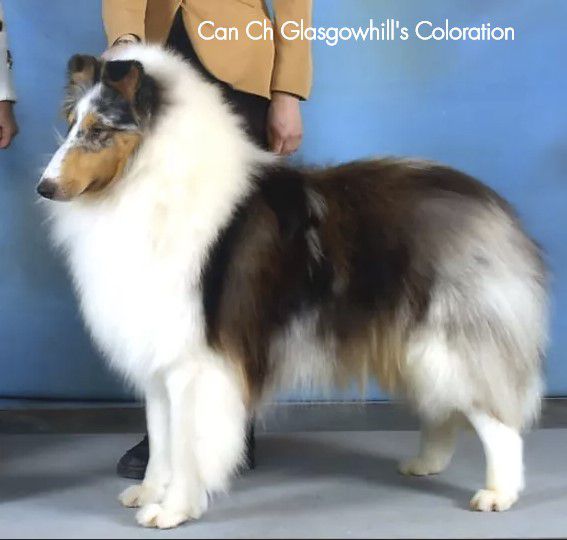 Glasgowhill's Coloration | Rough Collie 